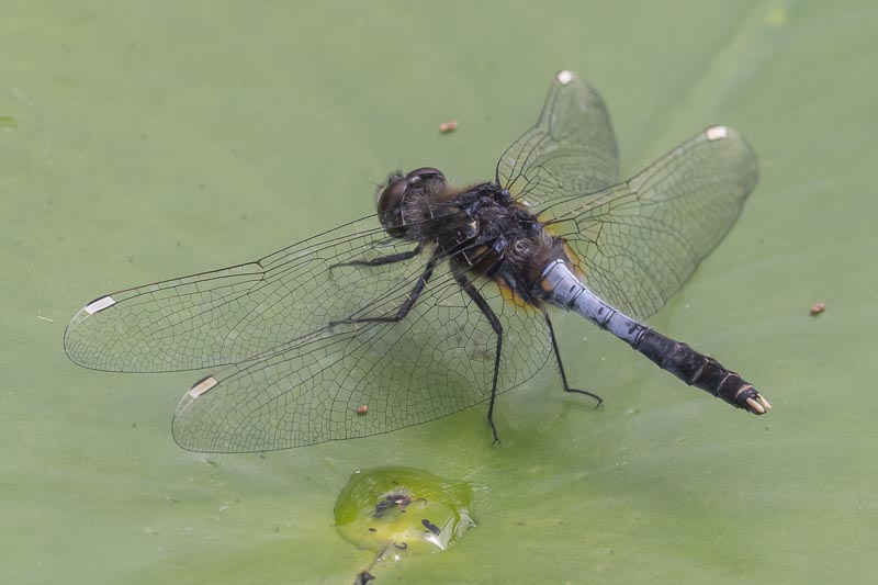 Leucorrhinia caudalis (Lilypad Whiteface) male-2.jpg